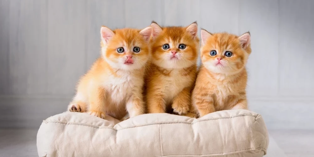 Домашний любимец — радость или финансовая ноша?