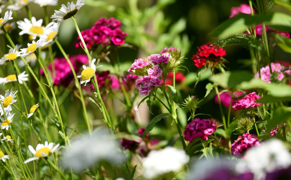Šā gada vasara Latvijā – vēsākā kopš 2017. gada un lietainākā kopš 2016. gada