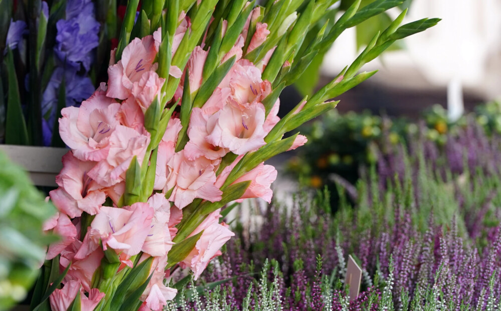 Otrdien gaiss iesils līdz +24 grādiem