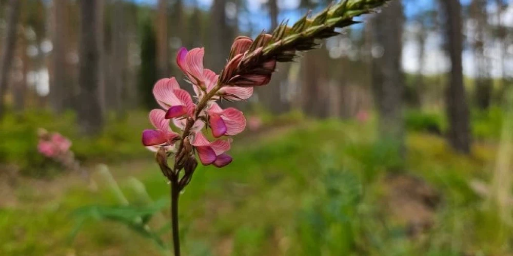 Smiltāju esparsete dabas liegumā nebija manīta 34 gadus.