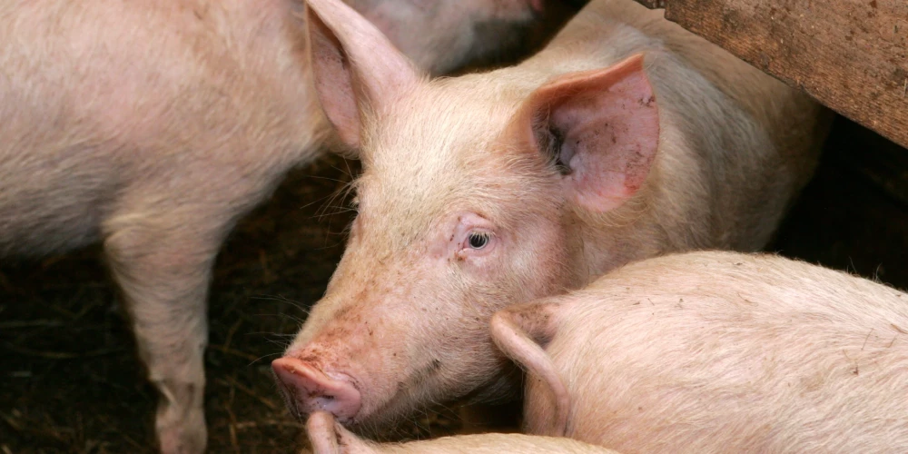 "Baltic Pork" novietnē bija 23 172 cūkas, kuras, lai likvidētu uzliesmojuma perēkli un nepieļautu slimības tālāku izplatīšanos, tiks likvidētas.