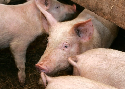 "Baltic Pork" novietnē bija 23 172 cūkas, kuras, lai likvidētu uzliesmojuma perēkli un nepieļautu slimības tālāku izplatīšanos, tiks likvidētas.