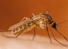 Rietumnīlas drudža gadījumu skaits Eiropā sasniedz augstāko līmeni; ir arī mirušie