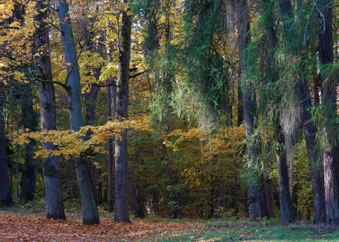 Шведы продают, датчане покупают - латвийский лес может обрести новых иностранных хозяев