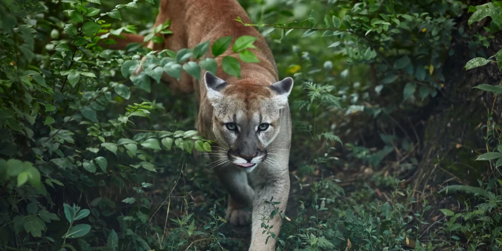Puma (foto: Shutterstock)