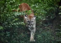 Uzmanību, puma! Ziņo par manīto plēsoņu pie Latvijas robežas Igaunijas dienvidos
