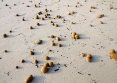 FOTO: Vidusjūras pludmalēs tiek izskalotas savādas, ar plastmasu pildītas bumbas. Kas tās ir un kā tās radās? Skaidro pētniece
