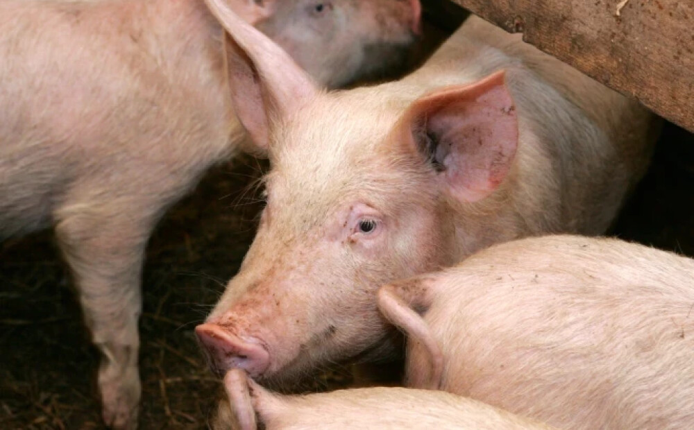 Cesvaines pagastā mājas cūku novietnē būs jālikvidē visas cūkas