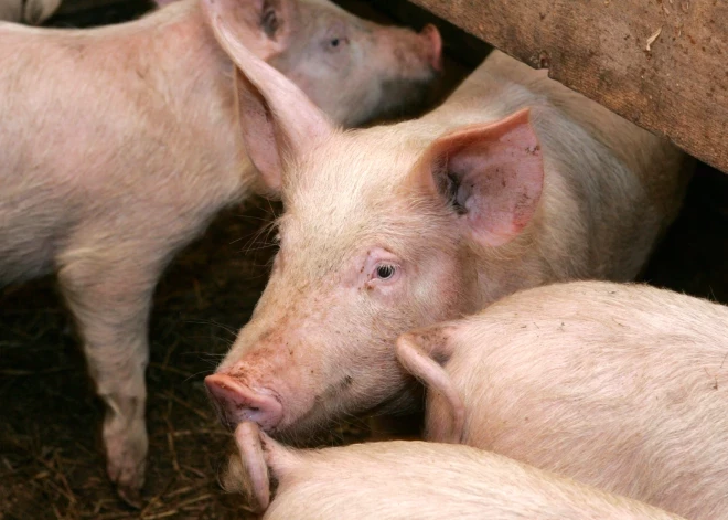 Cesvaines pagastā mājas cūku novietnē būs jālikvidē visas cūkas