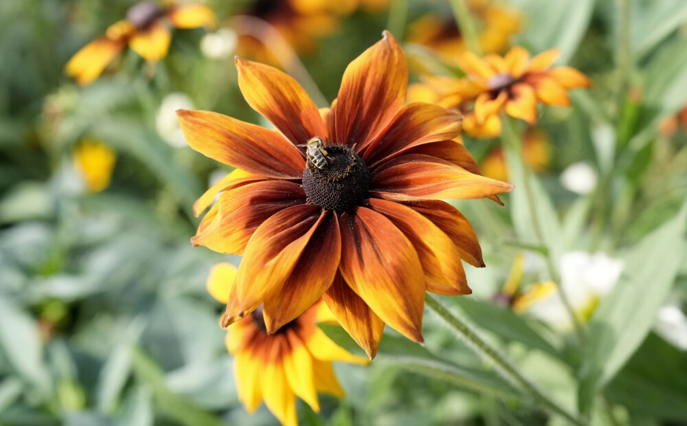 Piektdiena būs pārsvarā saulaina un karsta