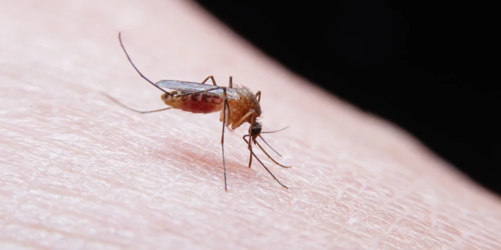 Eiropā pieaugot Rietumnīlas drudža gadījumu skaitam, aicina ievērot profilakses pasākumus. 