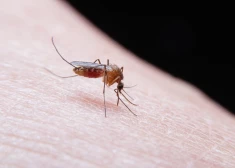 Eiropā pieaugot Rietumnīlas drudža gadījumu skaitam, aicina ievērot profilakses pasākumus