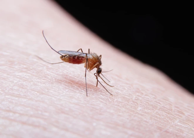 Eiropā pieaugot Rietumnīlas drudža gadījumu skaitam, aicina ievērot profilakses pasākumus