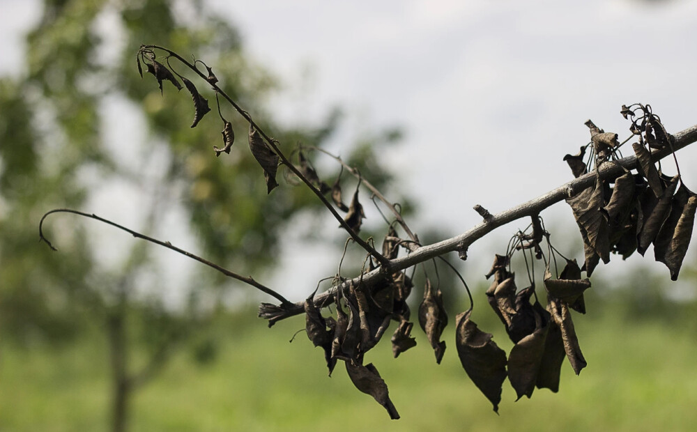 Bakteriālā iedega konstatēta piemājas dārzā Carnikavā