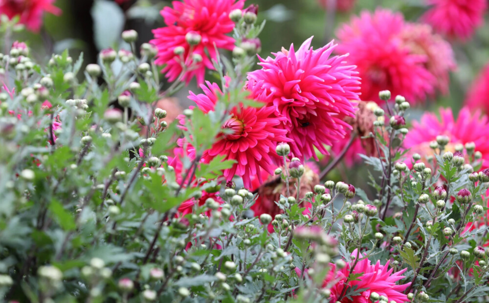 Sestdien Latvijā sagaidāms tveicīgs laiks ar īslaicīgu lietu un pērkona negaisu