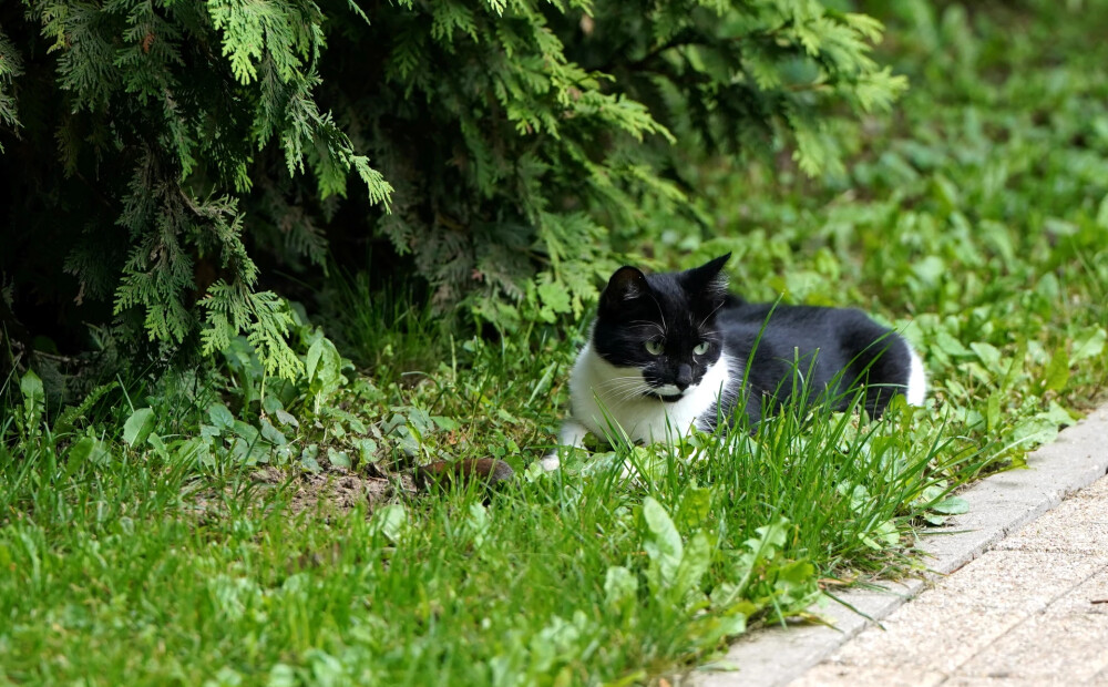 Gaisa temperatūra sestdien sasniegs +26 grādus, vietām gaidāmas lietusgāzes
