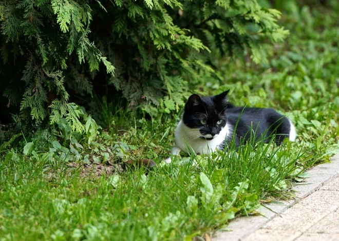 Gaisa temperatūra sestdien sasniegs +26 grādus, vietām gaidāmas lietusgāzes