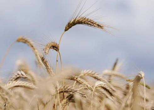 Labības kulšanas darbi šogad Latvijā norisinās nevienmērīgi.