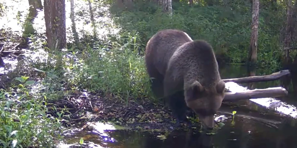 Sedas purvā iemūžināts milzīgs lācis.