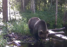 VIDEO: Sedas purvā iemūžināts liels lācis – sociālos tīklus pāršalc sajūsma un bažas