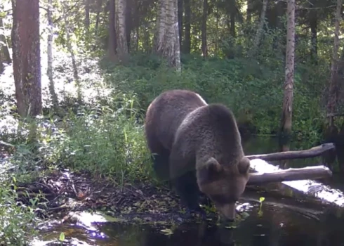 По болотному ландшафту неторопливо передвигался большой бурый медведь.