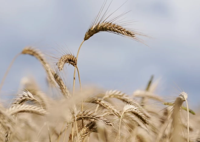 Крестьянский сейм: убранное в этом году зерно часто не годится даже на корм, а только на топливо