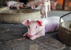 Китай подложил свинью Европе: Пекин решил больно наказать ЕС за пошлины на электромобили