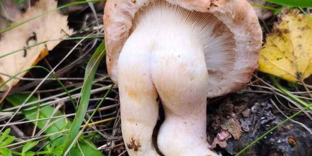 Iedzīvotājus sajūsminājis "pieklājīgs" vilnītis.