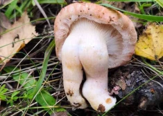 FOTO: dabai humors nav svešs - sociālos tīklus sajūsmina kāda "pieklājīga" sēne