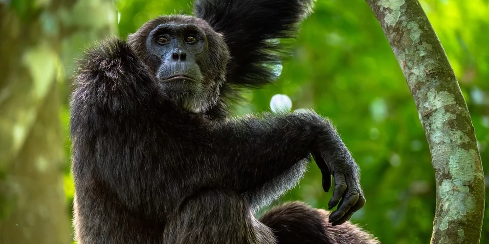 Шимпанзе вместе с бонобо являются ближайшими живыми родственниками человека. 