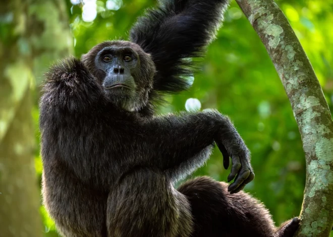 Действительно ли люди и шимпанзе имеют почти 99% общего ДНК?