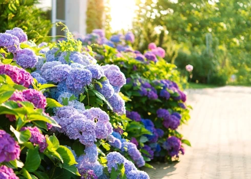 Lai hortenzijas labi augtu un priecētu mūs ar skaistiem ziediem, stādot ir jāievēro daži nosacījumi.