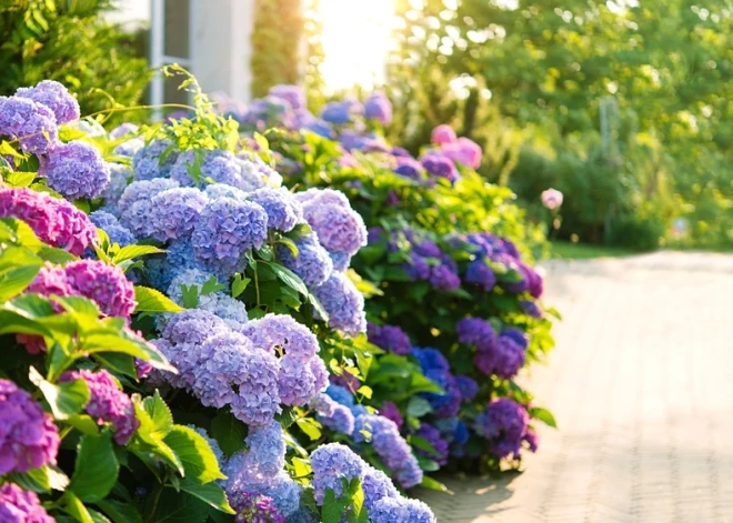 Viss par hortenzijām – kā tās stādīt, audzēt un kopt