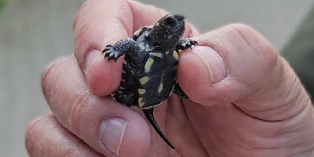 Mazs bruņurupucītis Latgales zoodārza direktora Mihaila Pupiņa rokā (foto: "Latgales Laiks")