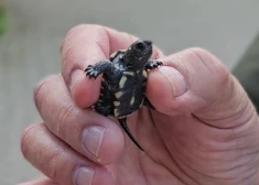 “Normāli latvieši rok kartupeļus, es roku bruņurupučus”: Latgales zoodārza direktors Mihails Pupiņš stāsta par savu aizraušanos