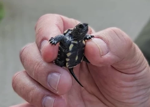 Mazs bruņurupucītis Latgales zoodārza direktora Mihaila Pupiņa rokā (foto: "Latgales Laiks")