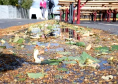 В четверг синоптики обещают ветреную погоду