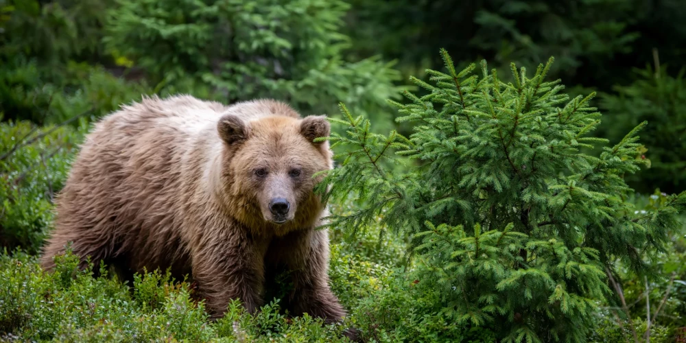 Brūnais lācis (foto: Shutterstock)