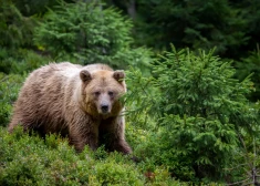 Kā sadzīvot ar lāčiem? Eksperti aicina 19. septembrī uz sarunu Kārķos - reģionā, kur ķepaiņi ir bieži viesi