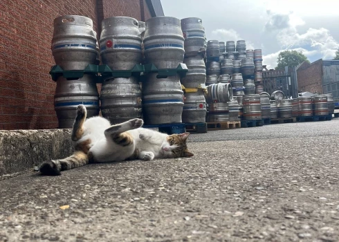 Kaķis Pīnats bauda dzīvi (foto: "Castle Rock" / "Facebook")