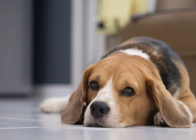 Kuru atdot patversmē? Suni vai vīru?