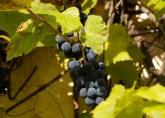 Nākamnedēļ gaisa temperatūra sāks pazemināties