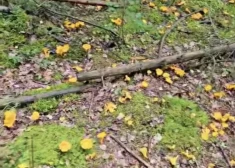 "Neko tādu mūžā neesmu redzējis!" Iedzīvotājus sajūsmina Māra atradums mežā
