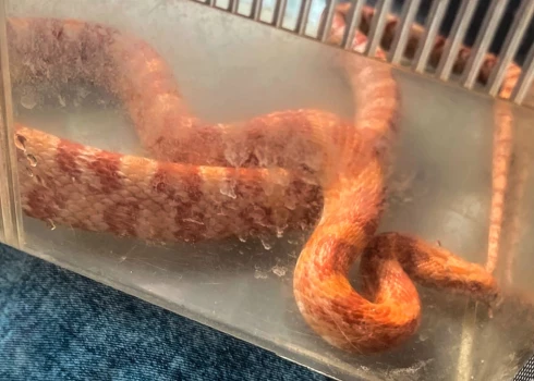 Rīgā daudzdzīvokļu nama kāpņutelpā notverts savā vaļā izkļuvis kukurūzas zalktis.