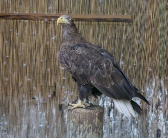 Tīklā noķerts ligzdojošs pieaudzis mazais ērglis, kuru Uģis apgredzenoja un tūdaļ palaida savvaļā.