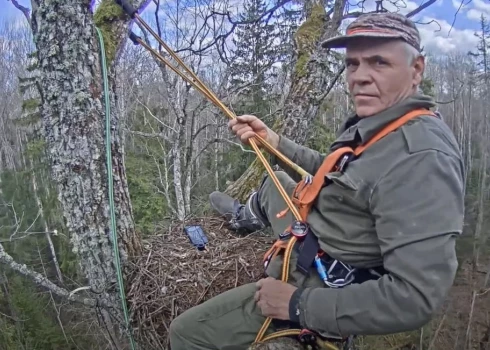 Uģis Bergmanis ir ieradis kāpt kokos – šogad, uzstādot tiešsaistes kameras pie mazo ērgļu ligzdas.