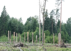 Latvijā var izzust simtgadīgi meži