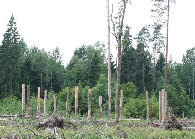 Latvijā var izzust simtgadīgi meži