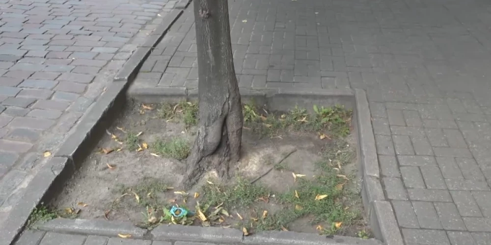 На улице Гертрудес пешеходы жалуются на опасные углубления у деревьев.