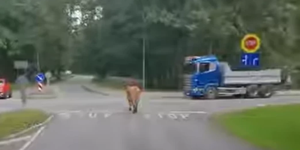 Govs nesteidzīgi soļo pa Liepāju (ekrānuzņēmums no video)